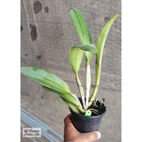 B.L.C. Young Kong “Sun#16”