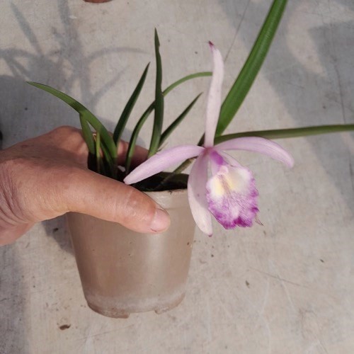 Brassavola perrini x Cattleya intermedia