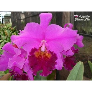 Orquídea B.L.C. Crispim Rosalez ''Jundiaí’'