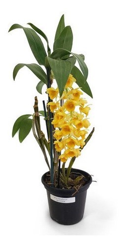 Orquideas Dendrobium densiflorum Planta Adulta Com Vaso