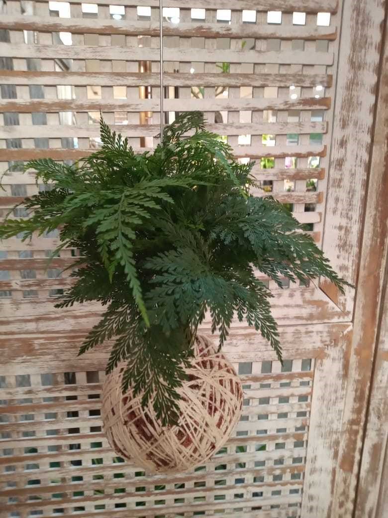 Kokedama de Folhagem Renda Francesa grande