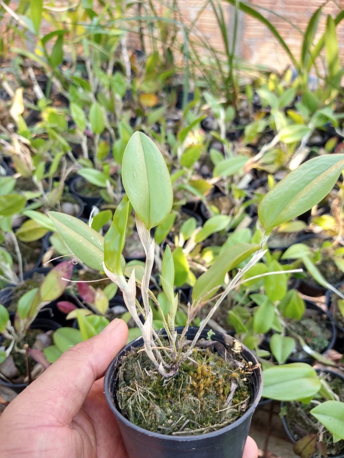 Micro Orquídea - Restrepia striata