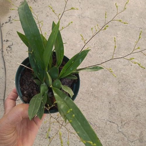 Orquídea Oncidium Twinkle (cores diversas)