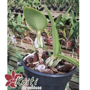Orquídea Cattleya Nobilior “Rei do cerrado” x “Gnomos” - Pré adulta
