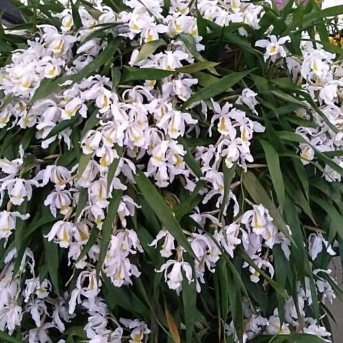 Orquídea Coelogyne cristata