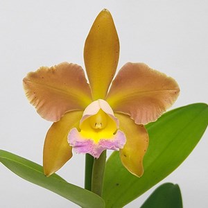 Orquídea Blc. Waikiki Gold × Cattleya tigrina