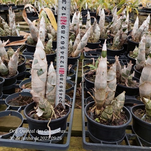 Fredclarkeara Midnight Sky - ADULTO