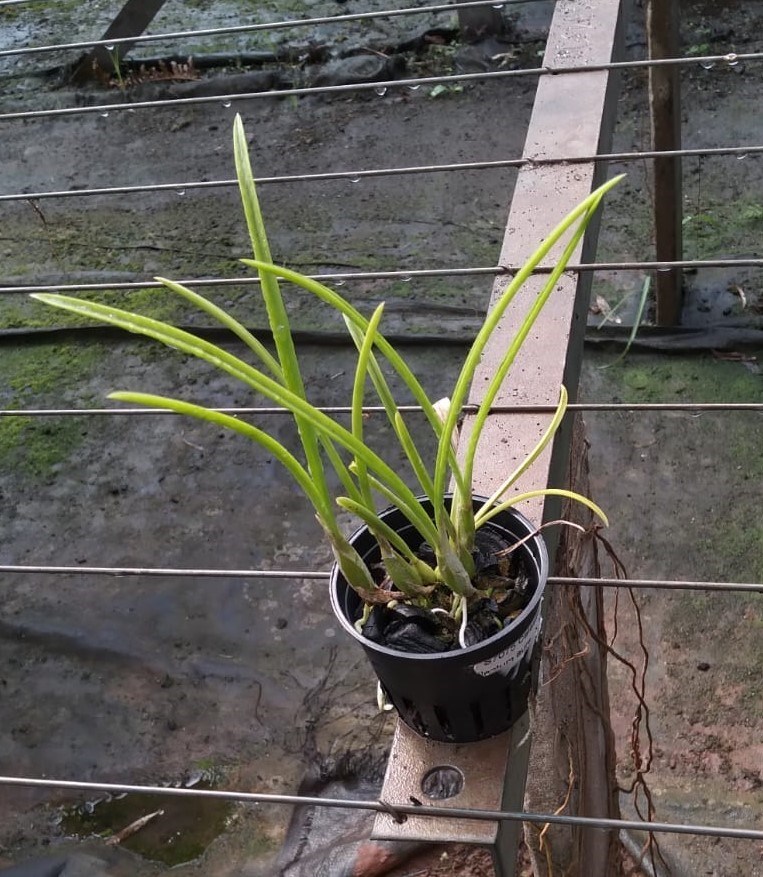 Laelia lundii (tipo “Golias” x tipo “labelo integro”)