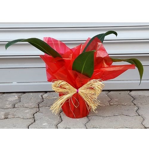 Folhagem Pacova para Presente Dia das Mães 