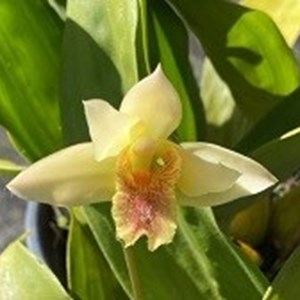 Registro Disponível: Bifrenaria ( harrisonea x vittelina )