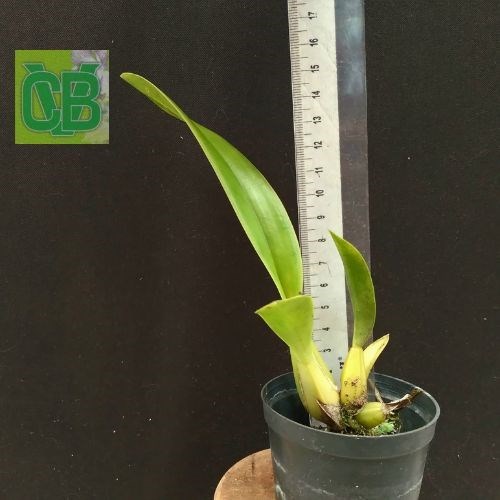 Oncidium orthostates