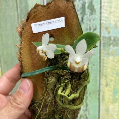 PHALAENOPSIS LOBBII