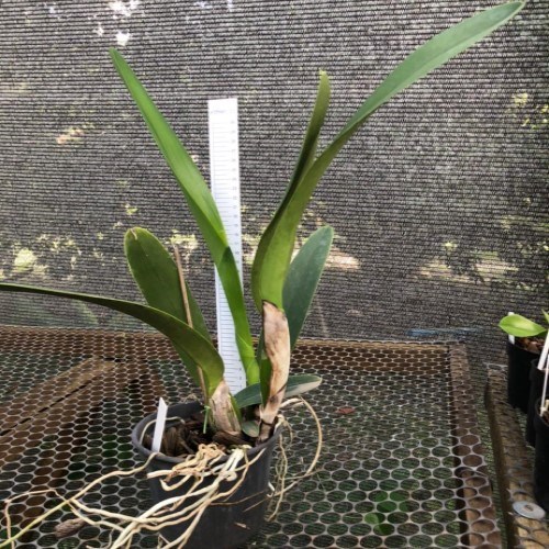 Orquídea Cattleya C.G. Roebling