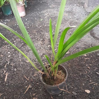 Orquídea Arpophillum giganteum