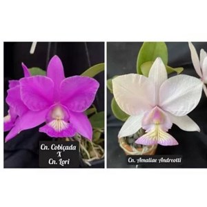 Muda de Orquídea Cattleya Nobilior Cobiçada X Cn.lori X (cn.amaliae)