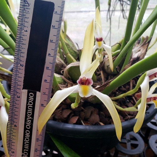 Orquídea Exótica Maxillaria setigera ! Planta Adulta !