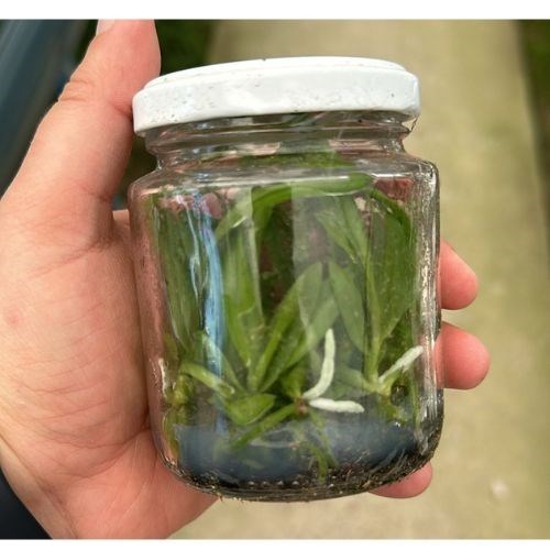 Frasco de Orquídea 33176 C AMETHYSTOGLOSSA SANGUÍNEA n4 x n2