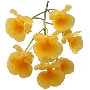 Orquídea Dendrobium agregatum  Plantas Adultas Amarelo Ouro!