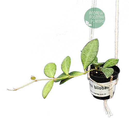 Flor de cera Hoya bilobata - muda enraizada no pote nº 6