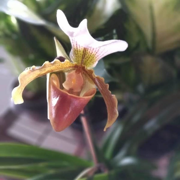 Orquídea Paphiopedillum comum (Sapatinho) - Orquiloja