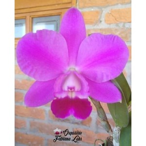 Orquídea L.C. Aloha Case ''Ching Hua'' x self Vaso