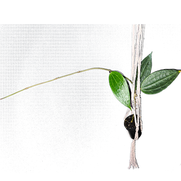 Combo das Flores de Cera Hoya macrophylla e Hoya macrophylla albomarginata