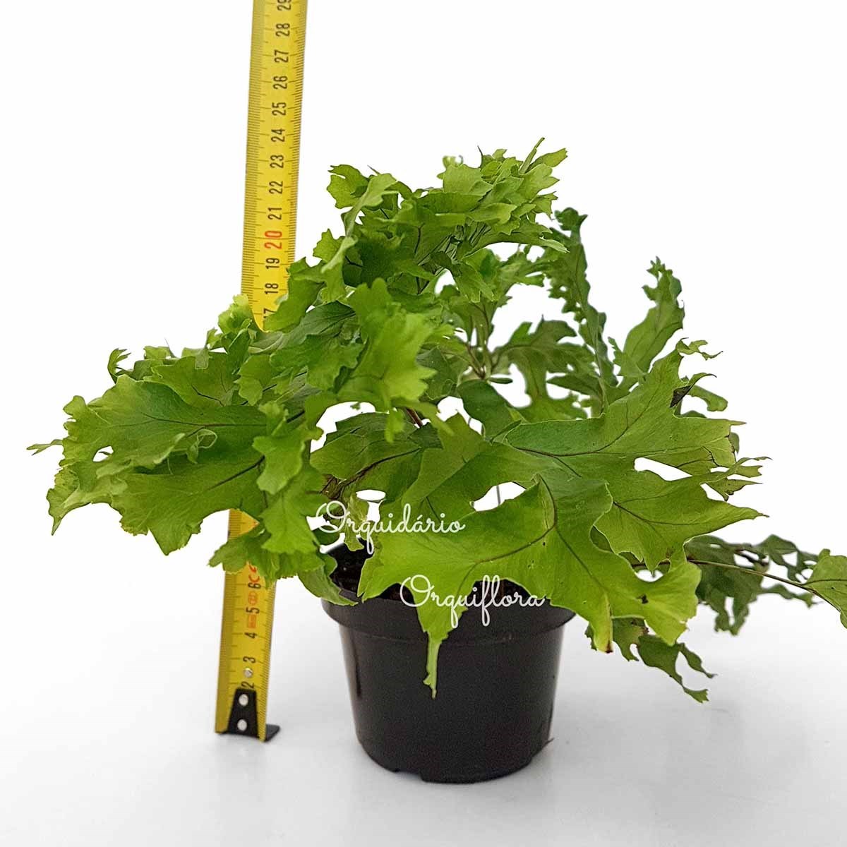 Muda Samambaia-Azul Polypodium Aureum Planta Natural