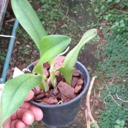 Orquídea Cattleya Ayrton Senna x Mini Cattleya Amarela