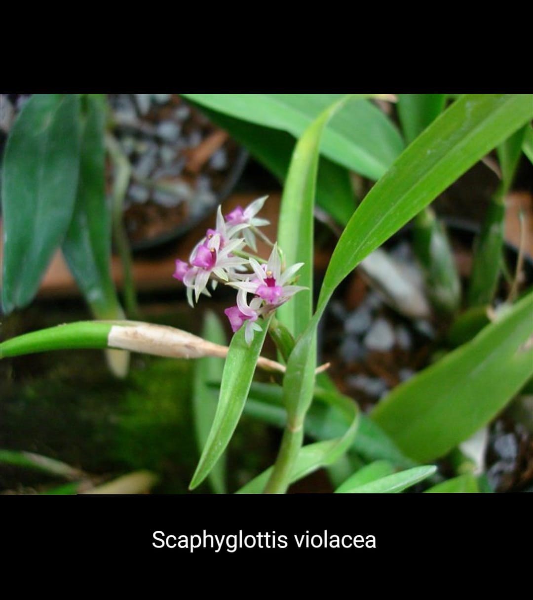 Orquídea Scaphyglotis violacea
