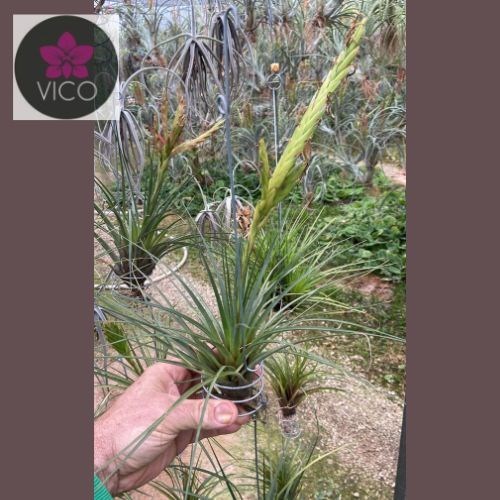 Tillandsia melanocrater
