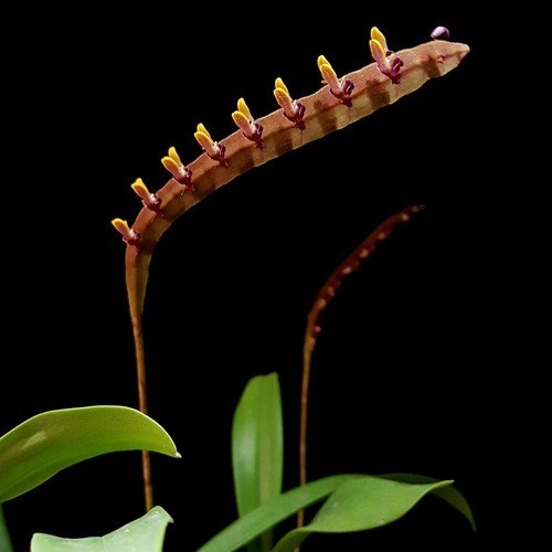 Orquidea Exótica Bulbophyllum falcatum Planta Adulta