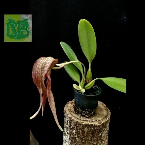 Bulbophyllum (grandiflorum X longisepalum) 