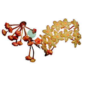 Flor de cera Hoya macrophylla albomarginata - muda enraizada no pote nº 6