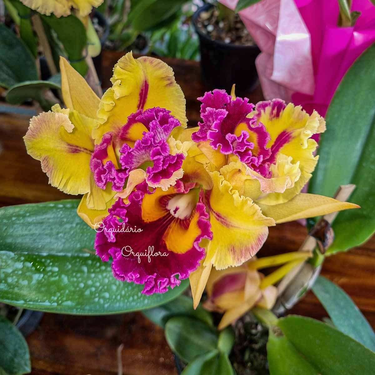 Orquídea Cattleya Flor Amarela Planta Adulta