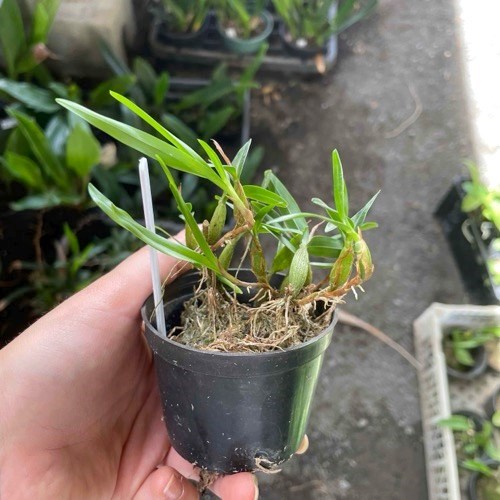 Dinema polibulbo (polybulbon)