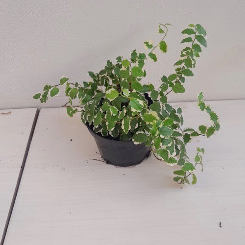 Folhagem Hera unha de gato variegata (Ficus pumila "White Sunny")