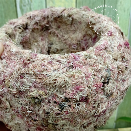 Kokedama de Musgo Rosa 2 unidades 