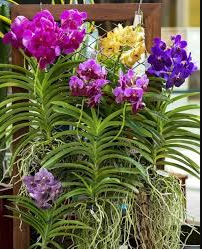 Kit Vanda Inicial 100g