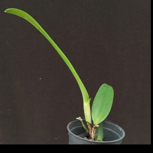 Cattleya eldorado Fanttasia “Rafaela “ x self