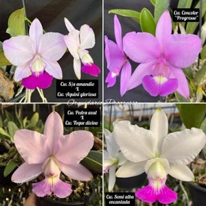 Kit de Corte de Orquídea Cattleya walkeriana selecionada 1 