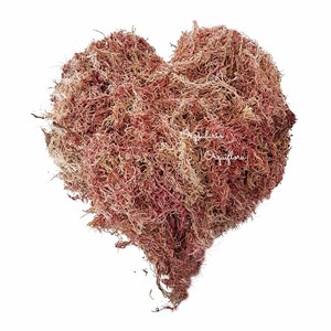 Musgo Sphagnum 4 Litros Substrato Para Plantas E Orquídeas