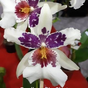 Schunkeara Big Shot 'Hilo Sparkler' - Adulto