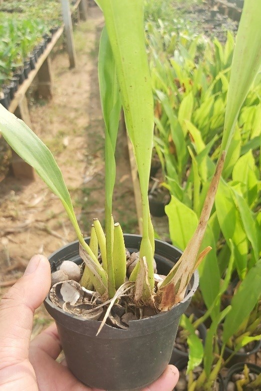 Orquídea Exótica Dendrochilum abbreviatum 