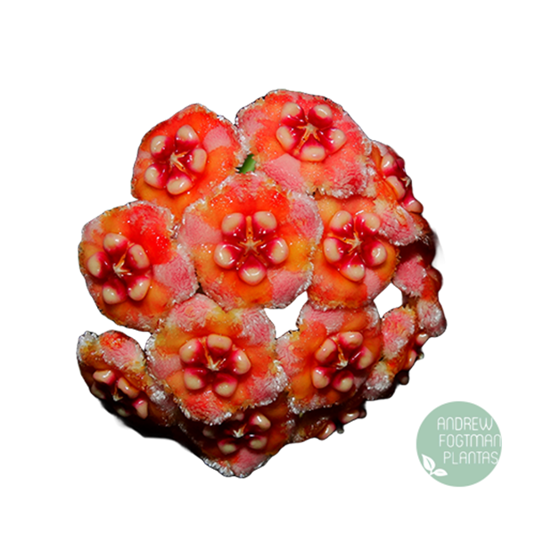 Flor de cera Hoya meliflua - muda enraizada no pote nº 6