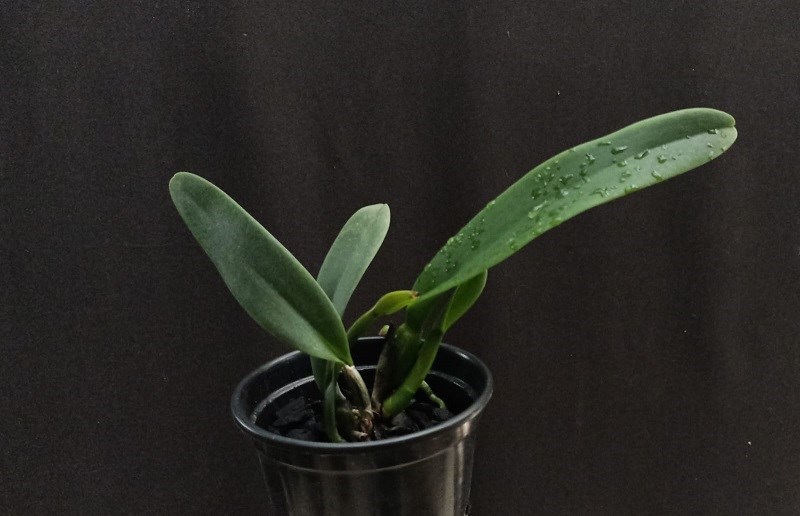 Cattleya labiata amesiana (Bela Vista x Marcia Regina)