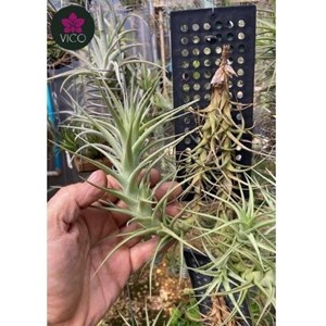 Tillandsia Bergerii "Gigante"