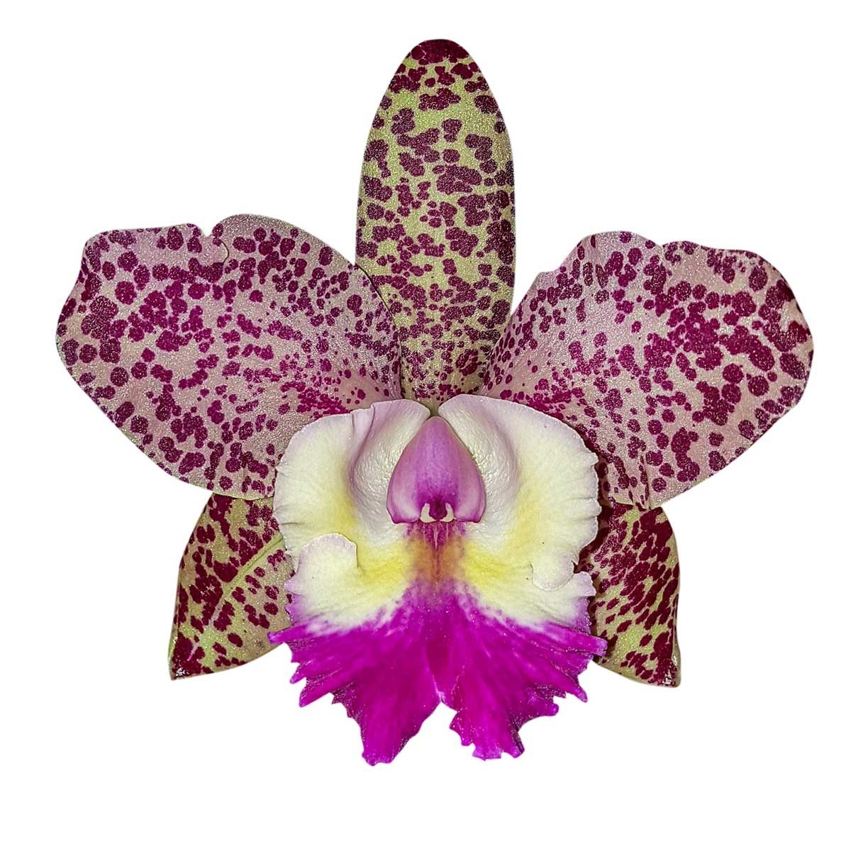 Orquídeas Cattleya schilleriana X Cruzeiro Do Sul