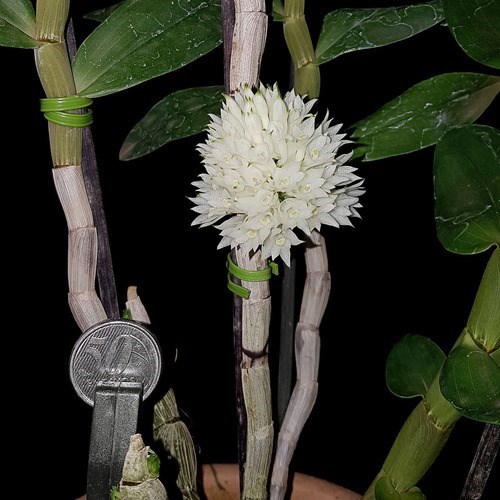 Orquídea Dendrobium purpureum Planta Adulta Flor Exótica