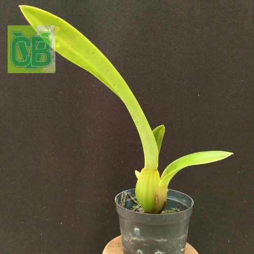 Oncidium orthostates