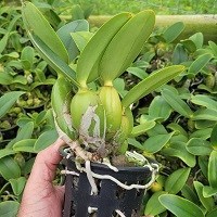 Cattleya nobilior ( Semi alba Akemi x Semi alba Sininho ) - Orquiloja